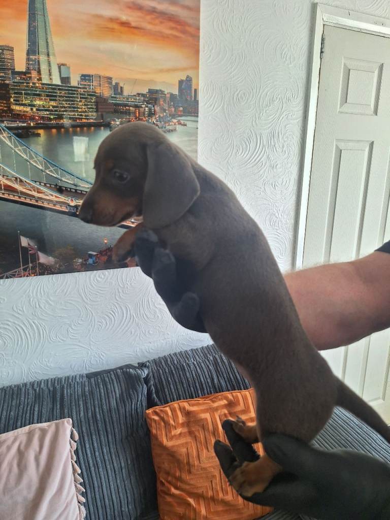 Miniature dachshunds 