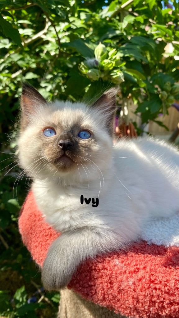 Fiko & Ivy available 