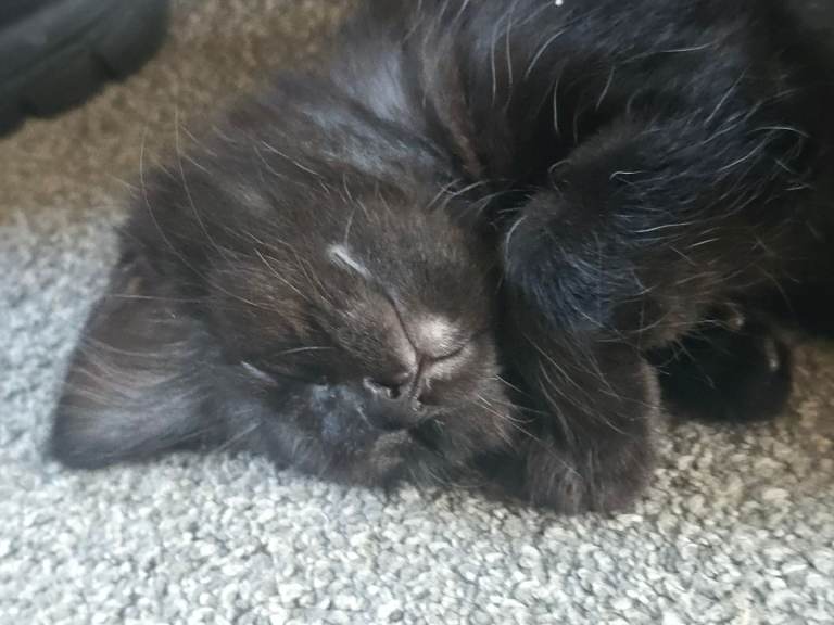 5 gorgeous black kittens for sale 12 weeks old ready to go 