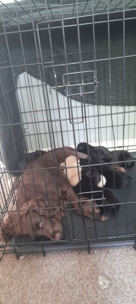 Puppys