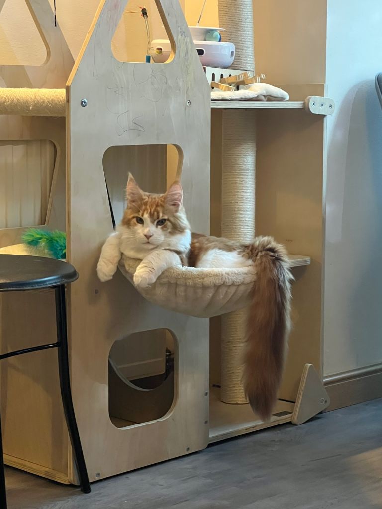 Maine coon pure breed boy kitten