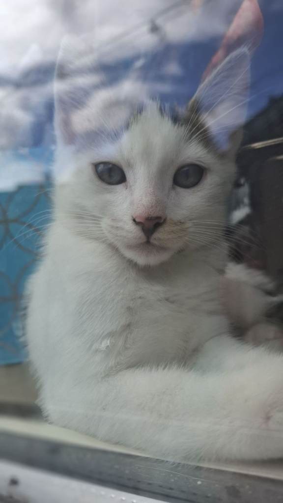 Kittens for sale (1/4 Bengal father)
