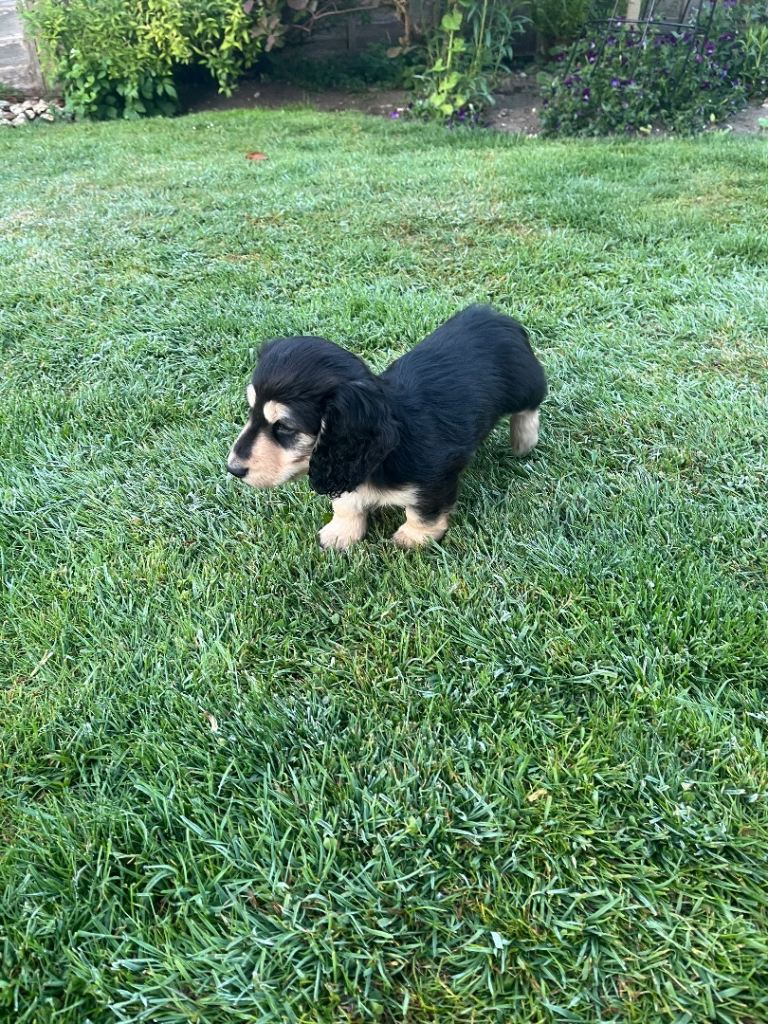 One Mini Dachshund lad left 