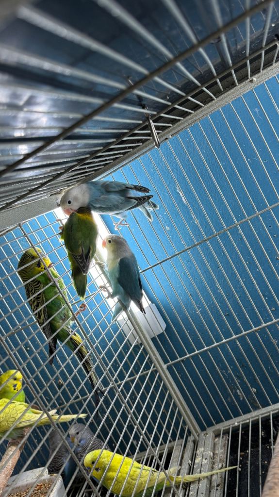 Budgies 