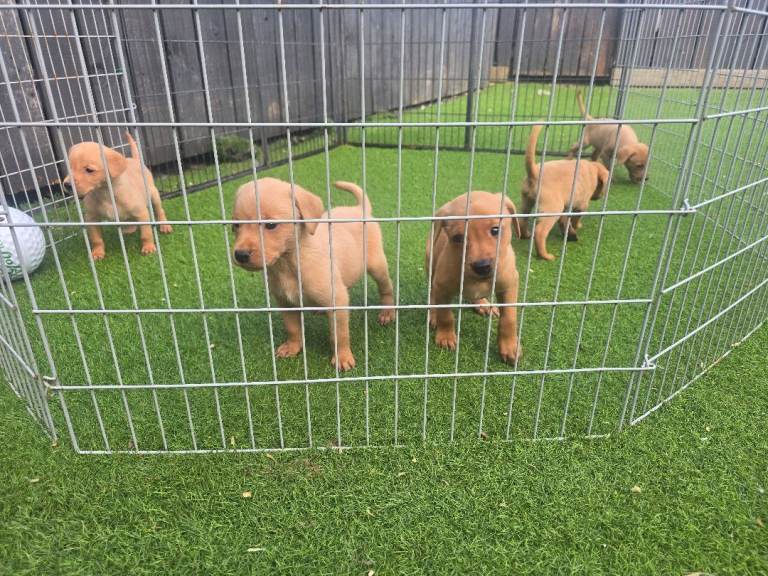 Kc registered Fox Red labrador puppies 
