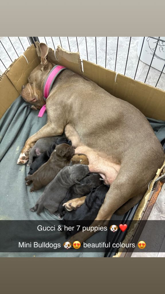 MICRO POCLET BULLDOG PUPPIES 🐶❤️