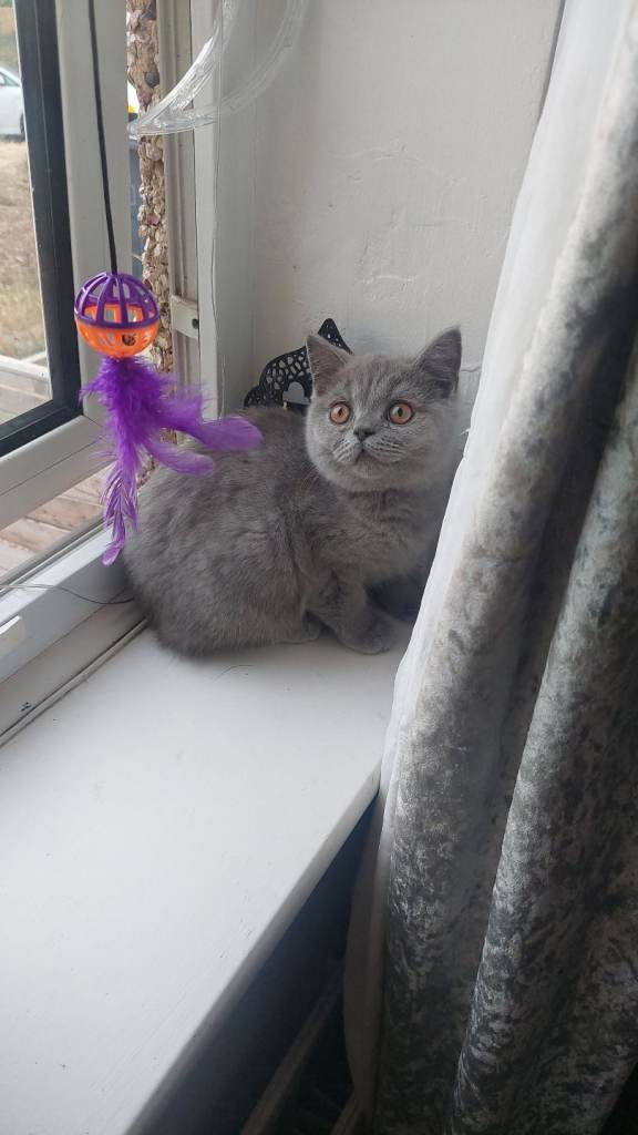 British short hair kittens 