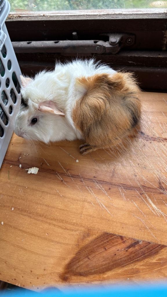 1 Male Guinea Pig & 1Female ForSale!