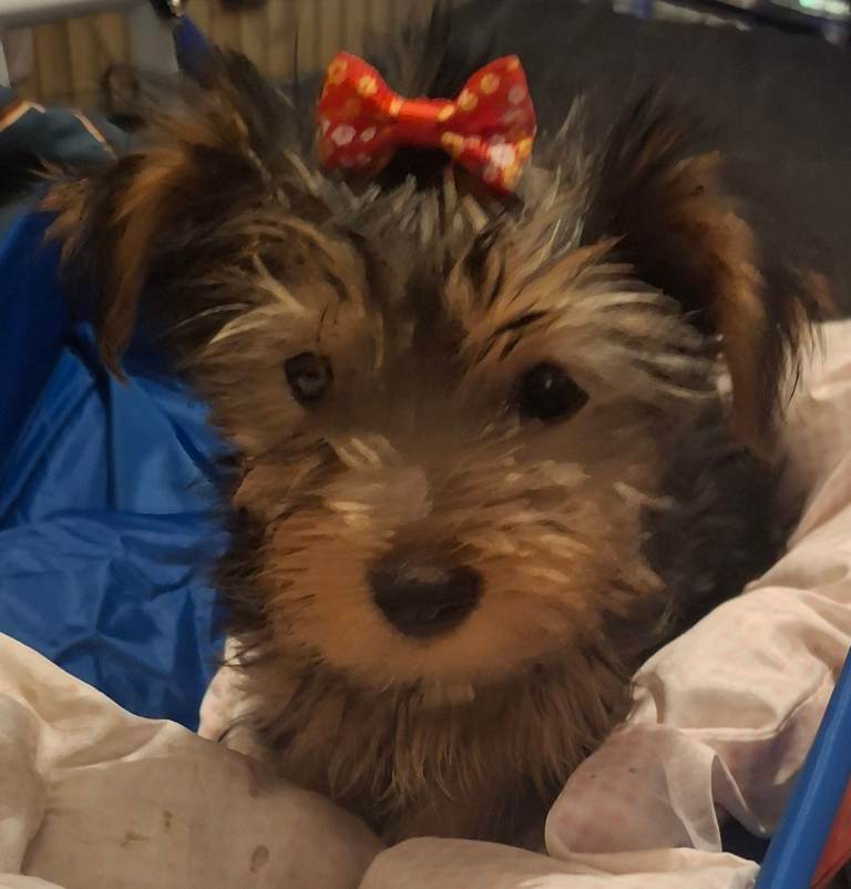 Full breed Yorkshire terrier 