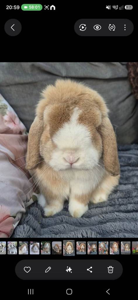 Mini Lop Chocolate Tort Split Buck 15 months old