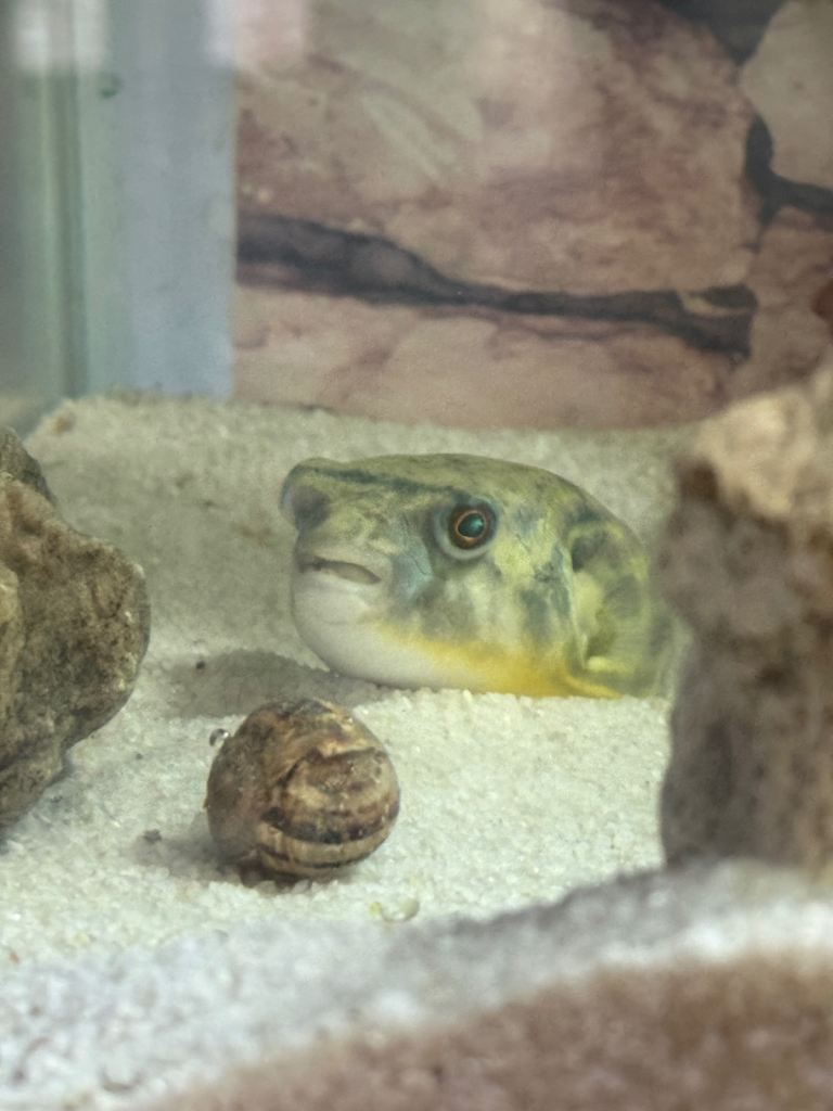 Fahaka puffer fish 6inch