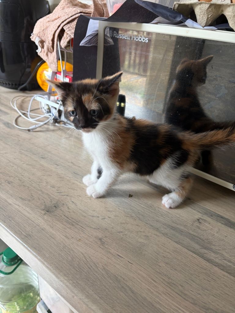 Kitten 