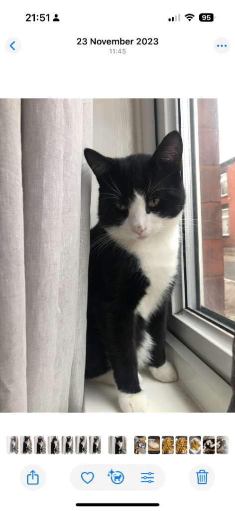 Smokey looking for new home 
