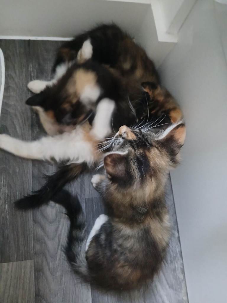 Kittens needing good home