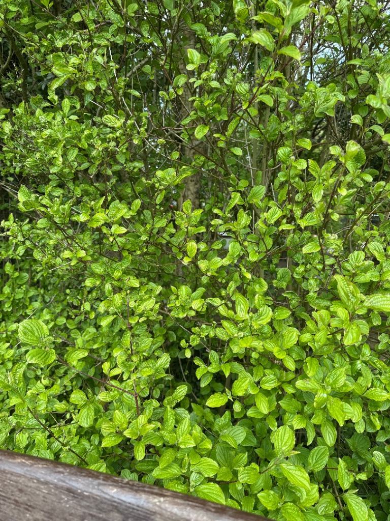 Flat to rent for 3 months maximum 