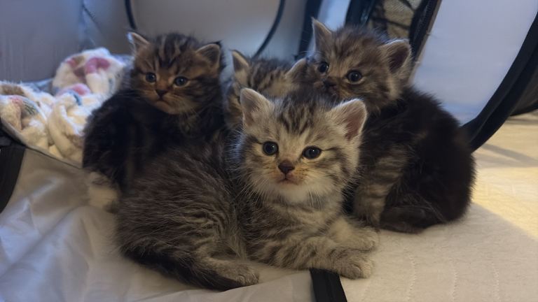 🐾✨ BEAUTIFUL FLUFFY PERSIAN-MIX KITTENS ✨🐾