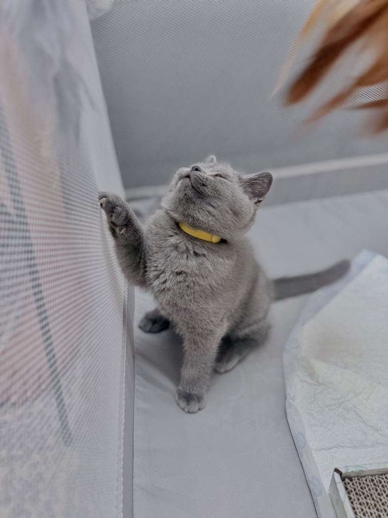 British shorthair kittens