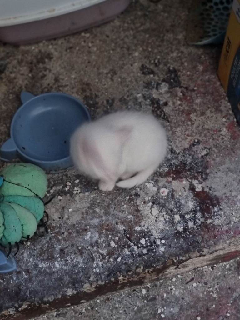 Kittens for sale 