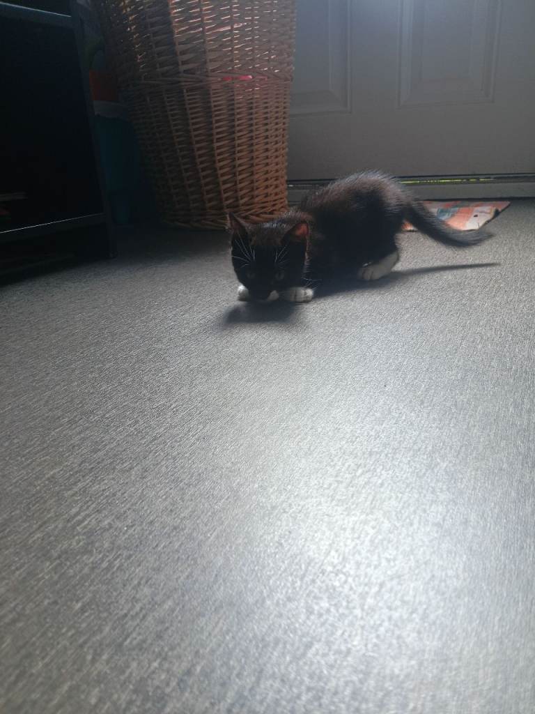Black Kitten
