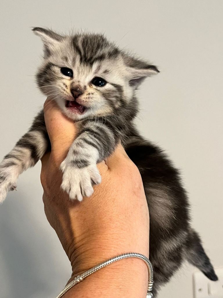 Maine coon kittens 