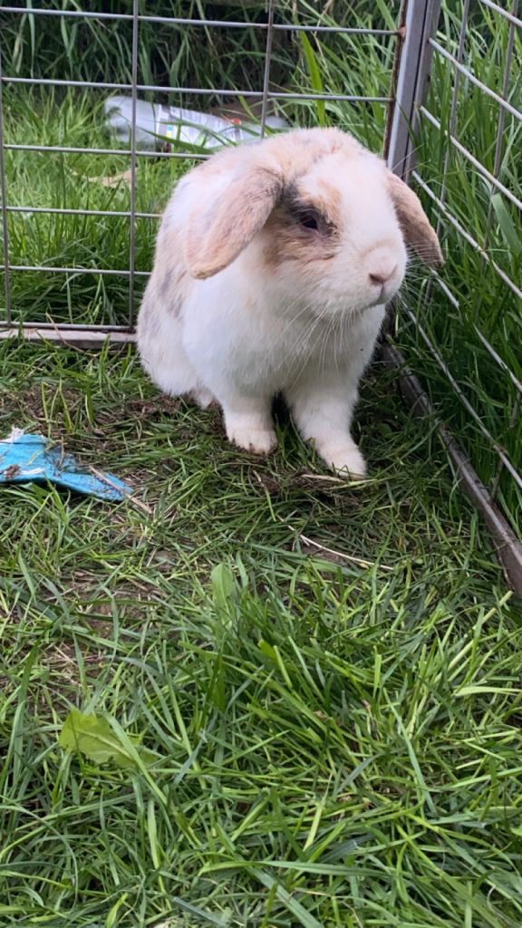 Mini lop bunnys