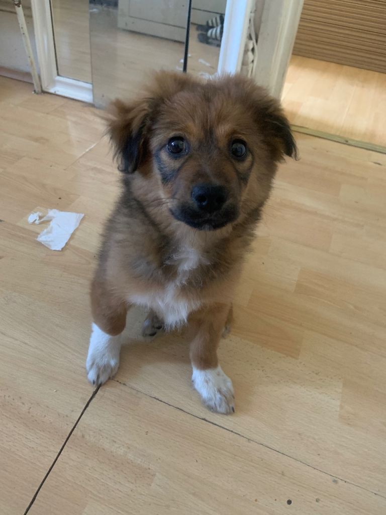 Pomeranian+ bichon maltese