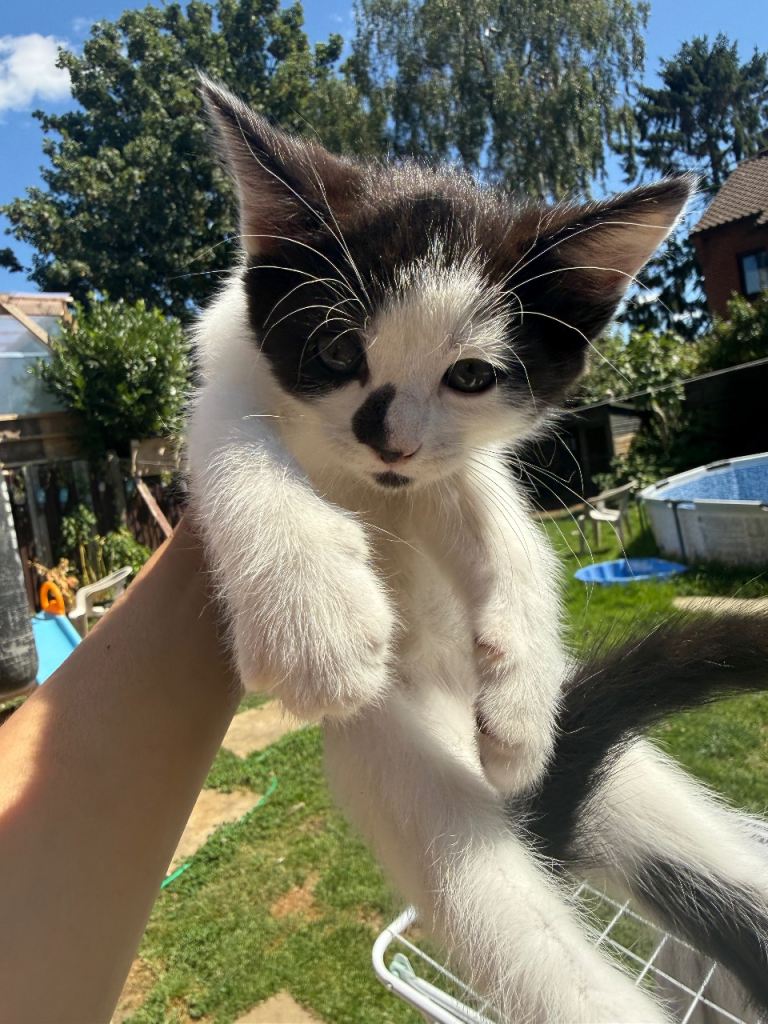 Kittens 
