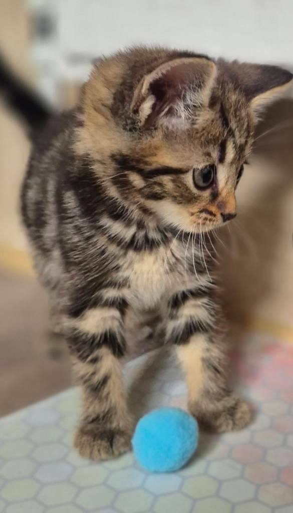 Gorgeous kittens ready soon 