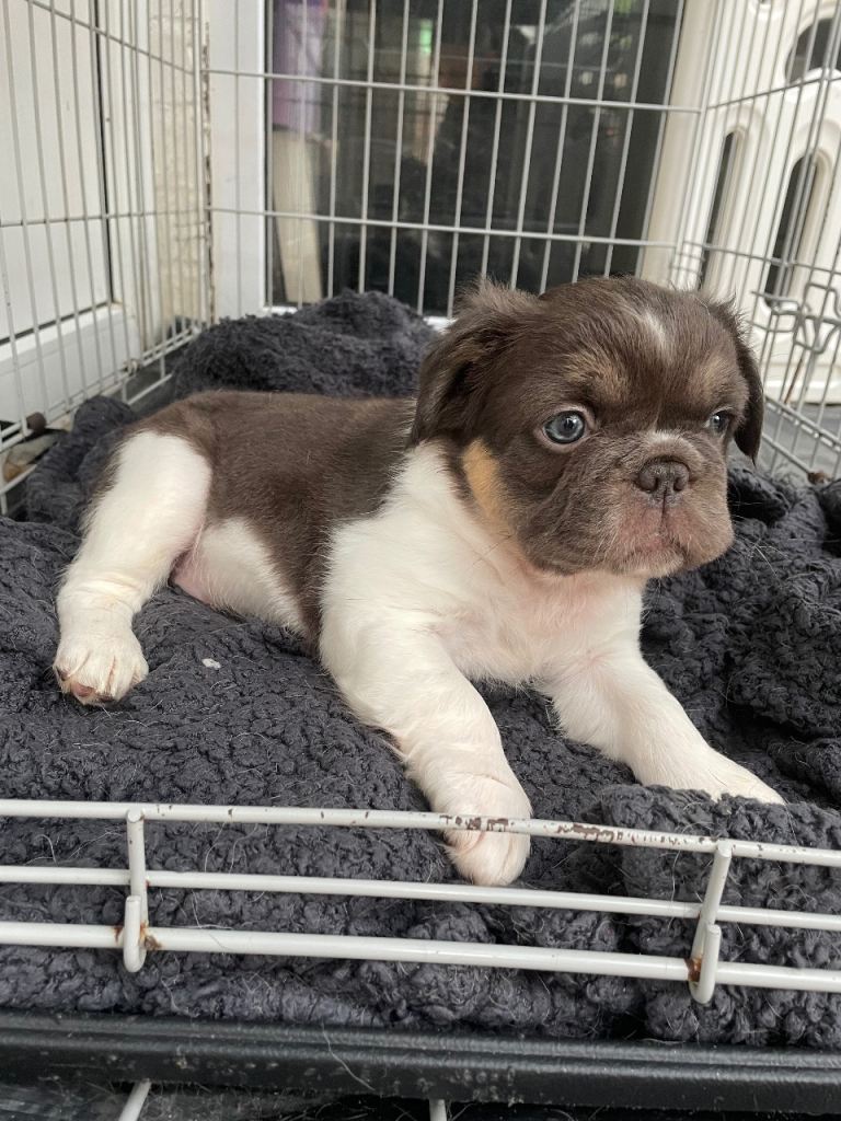 PRICE DROP Fluffy Frenchies