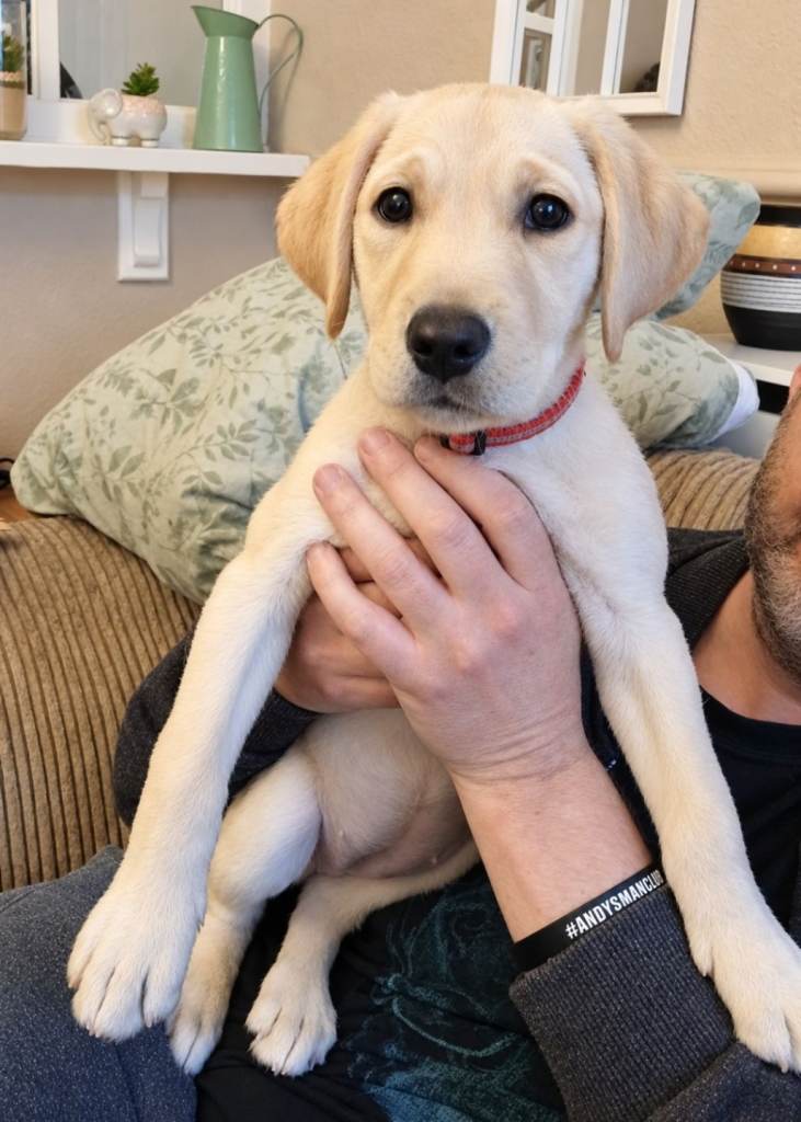 ***LAST ONE*** Labradoodle Cross