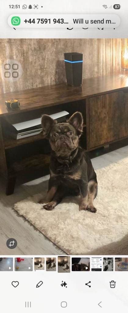 Fluffy french bulldog