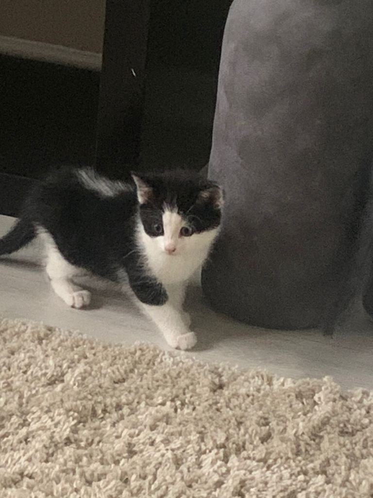 Black and white kitten 