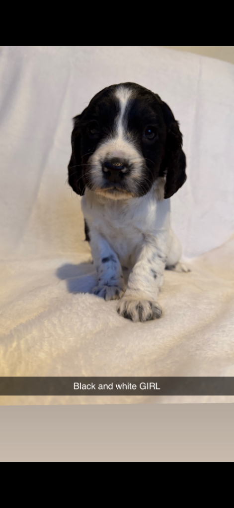 Sprocker pups *last two*