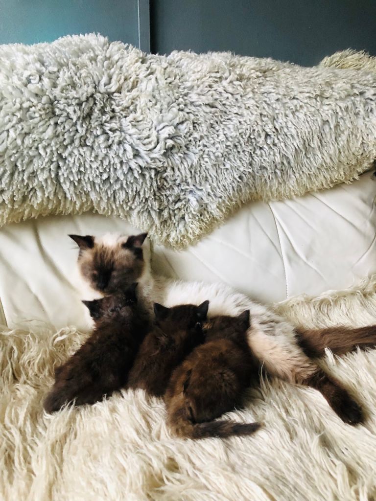 KITTENS FROM A RAGDOLL MOTHER 