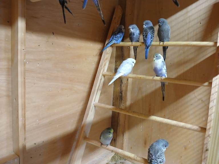 Young budgies 