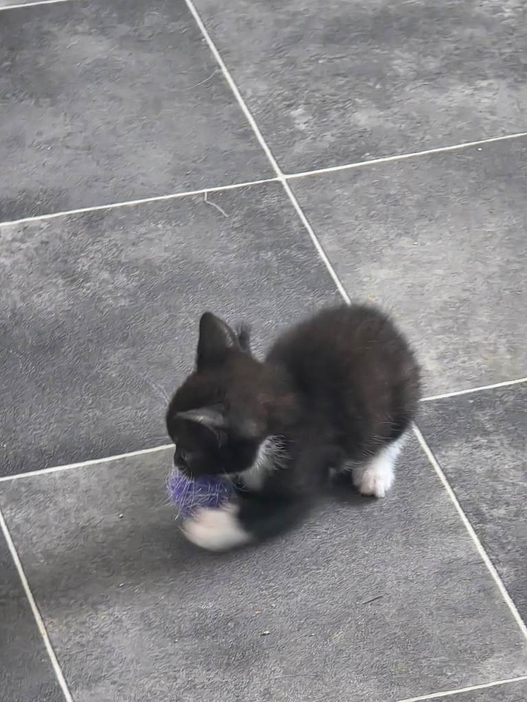 Kittens for sale
