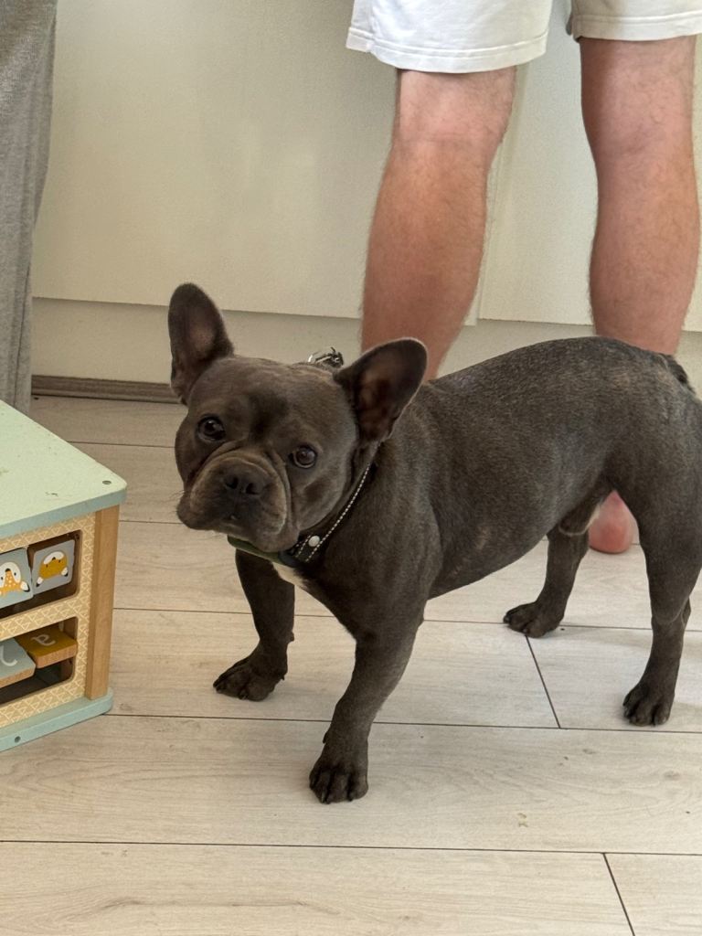 Blue French Bulldog age 13 months looking for a loving forever home 
