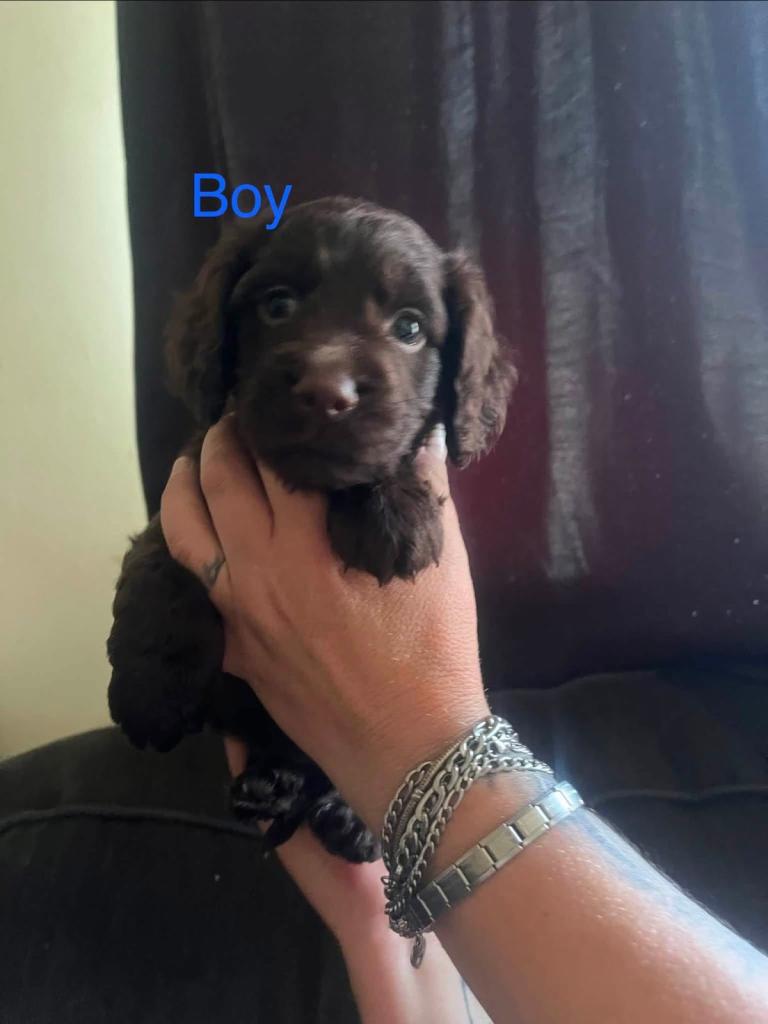 Cockerpoo/ Cocker spaniel puppies 