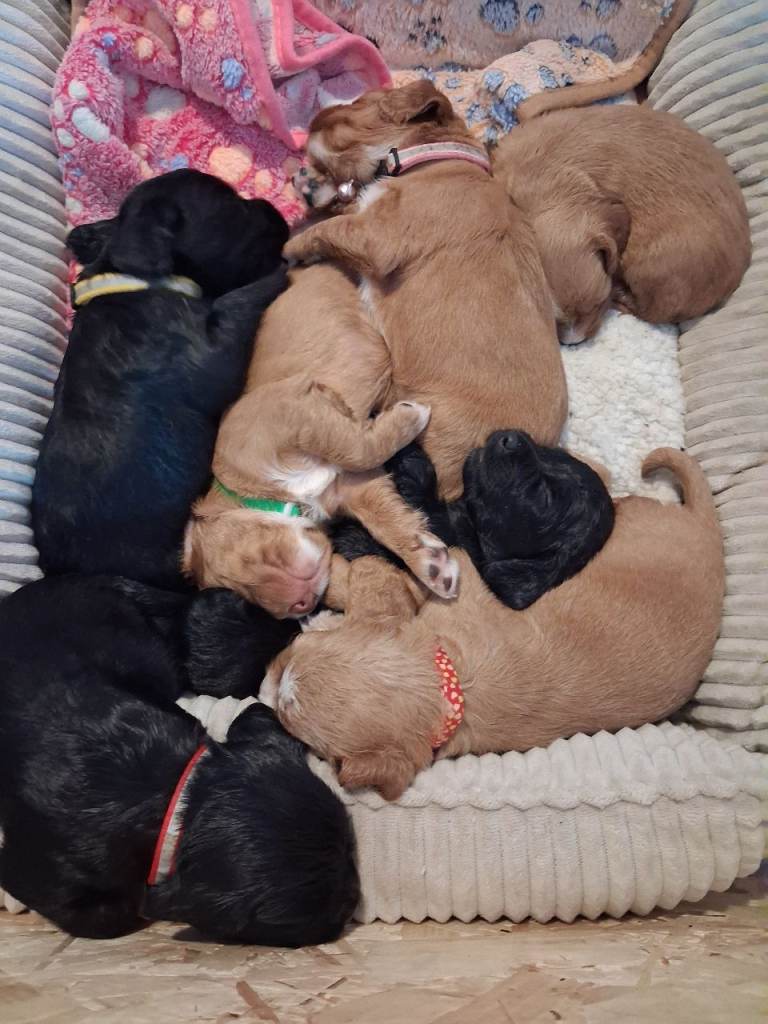 Cocker spaniel puppies.