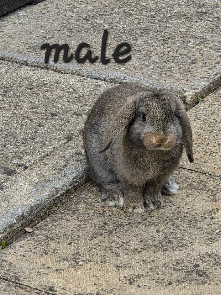Mini lop baby rabbit