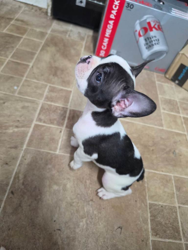 French bulldog puppies