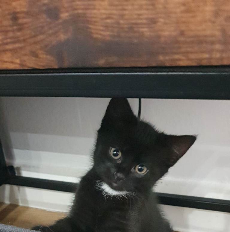 Cute kitten available now 