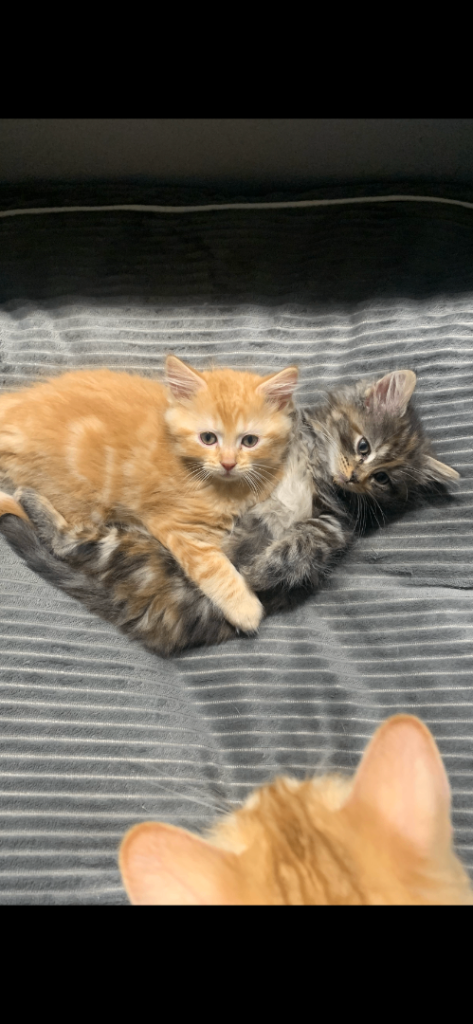 Gorgeous fluffy kittens