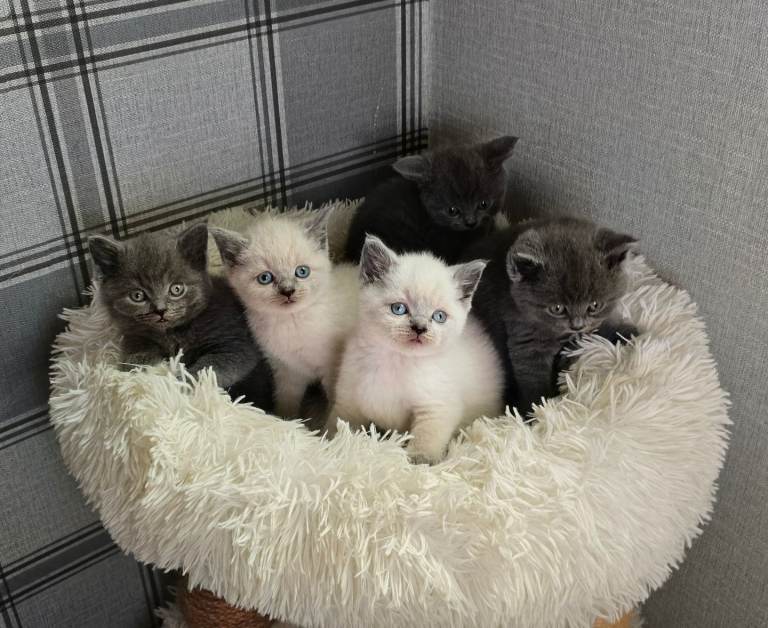 Five stunning purebred British Shorthair kittens – 4 boys and 1 girl