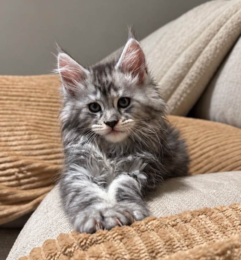 Maine coon kittens ( 2 girls left )