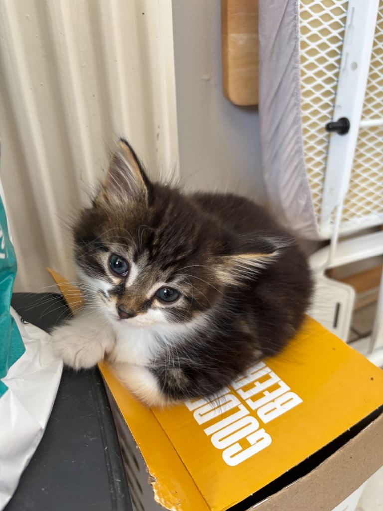 Fluffy tabby kitten