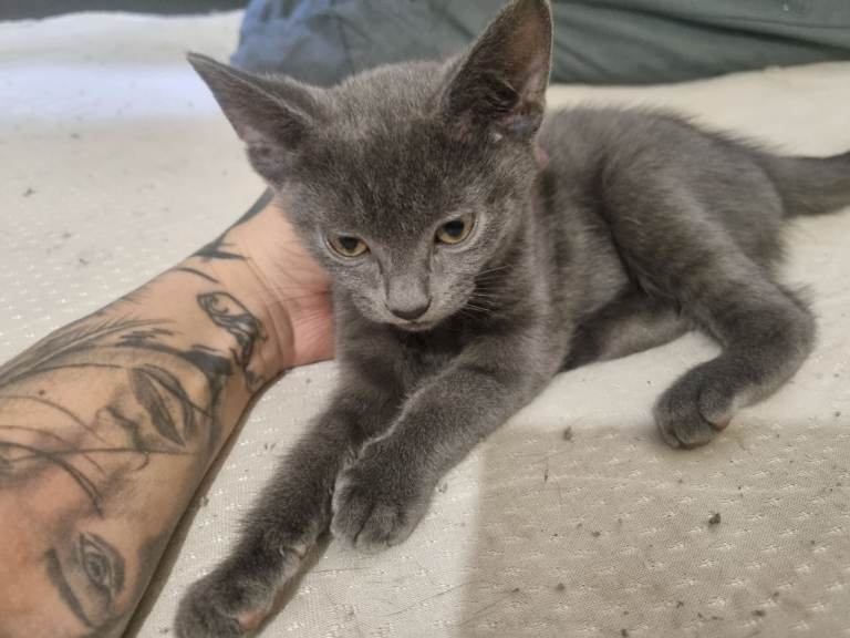 PENDING 2 male kittens 10 weeks