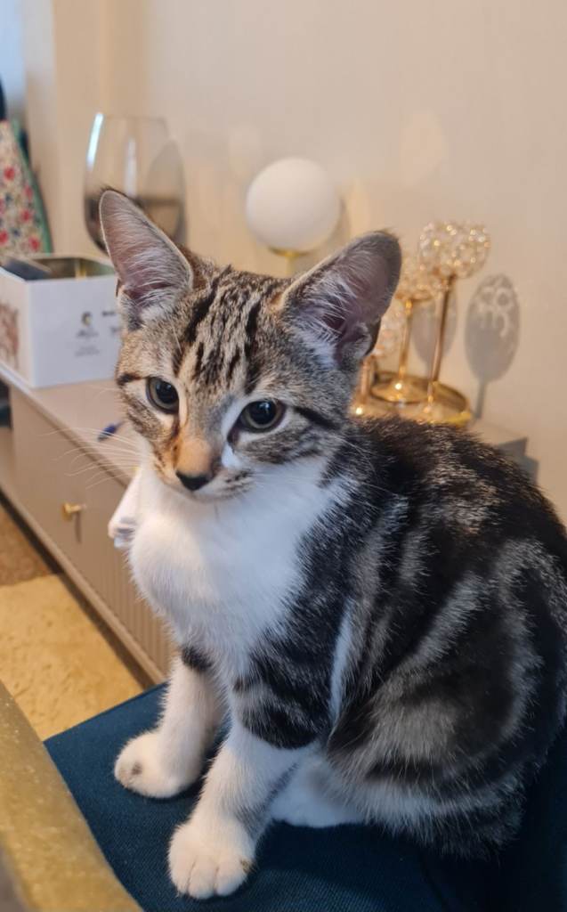 Kitten for sale