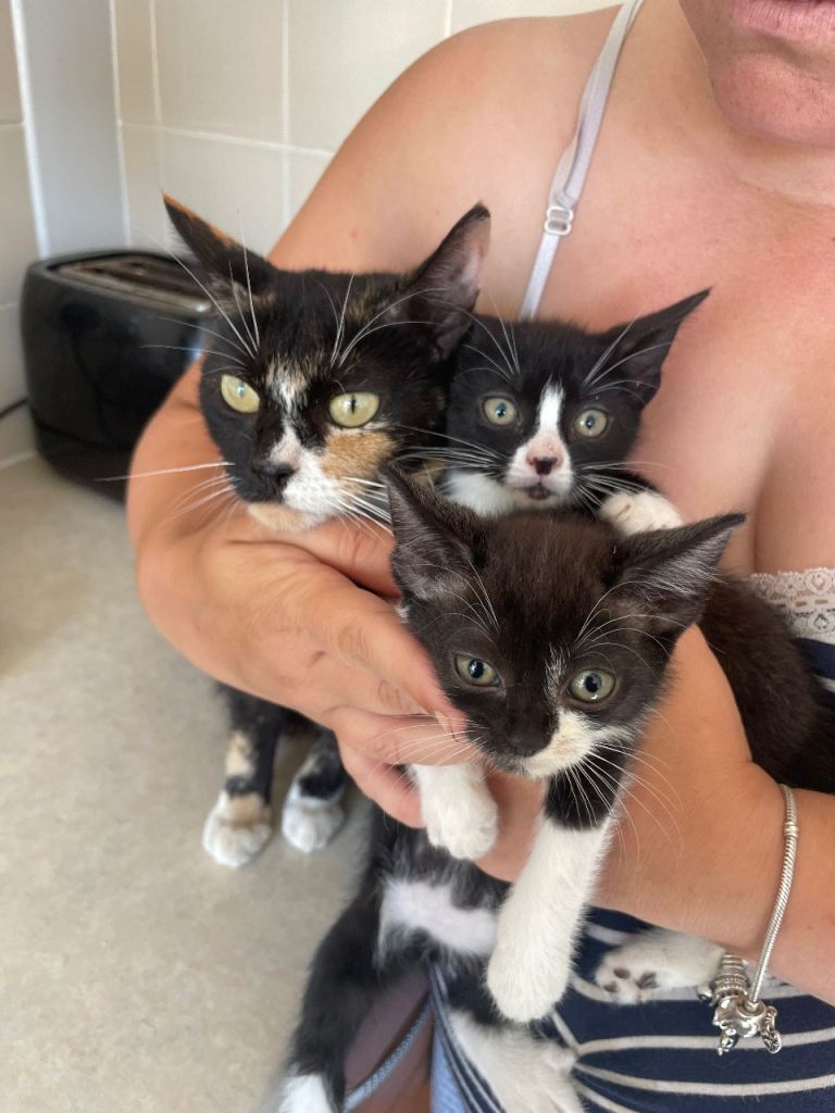 Boy kittens