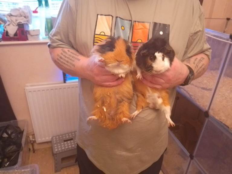 Guinea pigs for sale 